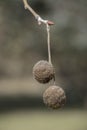 seeds of the tree Platanus hispanica